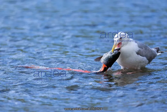 : 80187572 Glaucous-winged gull - adult gull standing : 80187572 Glaucous-winged gull - adult gull standing