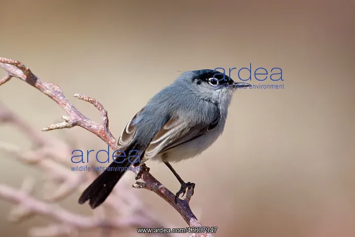 : 80187575 black-tailed gnatcatcher - adult male gnatcatcher : 80187575 black-tailed gnatcatcher - adult male gnatcatcher