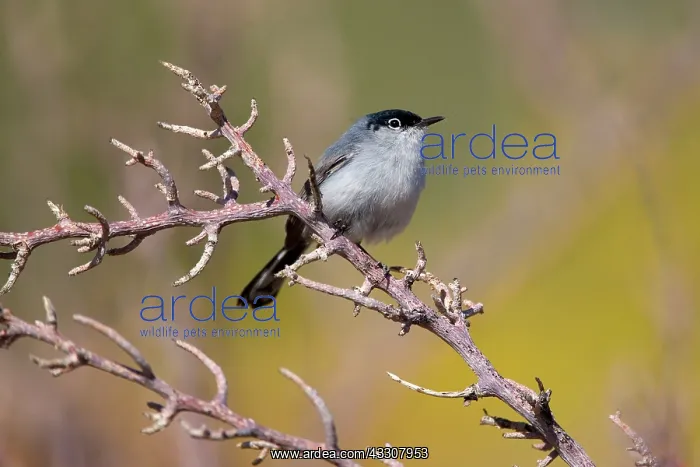 : 80187576 black-tailed gnatcatcher - adult male gnatcatcher : 80187576 black-tailed gnatcatcher - adult male gnatcatcher