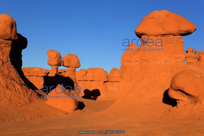 : 80187579 Goblin Valley - weirdly shaped sandstone : 80187579 Goblin Valley - weirdly shaped sandstone