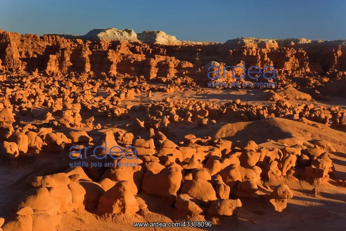 : 80187591 Goblin Valley - weirdly shaped sandstone : 80187591 Goblin Valley - weirdly shaped sandstone