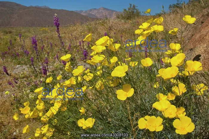 : 80187592 Gold poppy - brightly yellow coloured gold : 80187592 Gold poppy - brightly yellow coloured gold