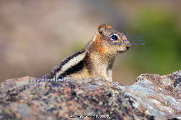 : 80187594 Golden-mantled ground squirrel - adult : 80187594 Golden-mantled ground squirrel - adult