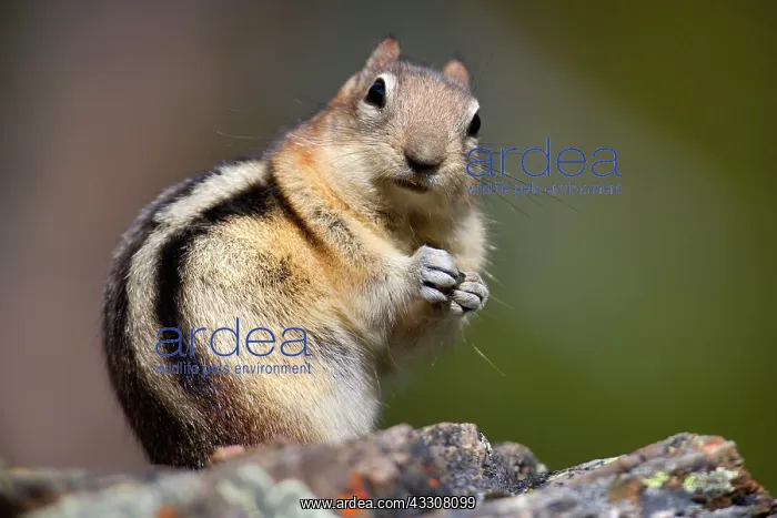  : 80187595 Golden-mantled ground squirrel - adult