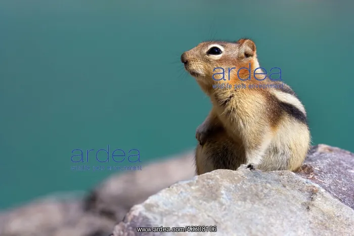 : 80187596 Golden-mantled ground squirrel - adult