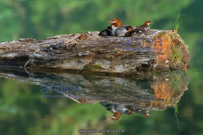 : 80187598 Goosander / Common Merganser / Buff-breasted : 80187598 Goosander / Common Merganser / Buff-breasted