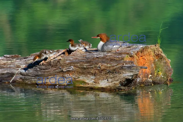  : 80187599 Goosander  /  Common Merganser  /  Buff-breasted