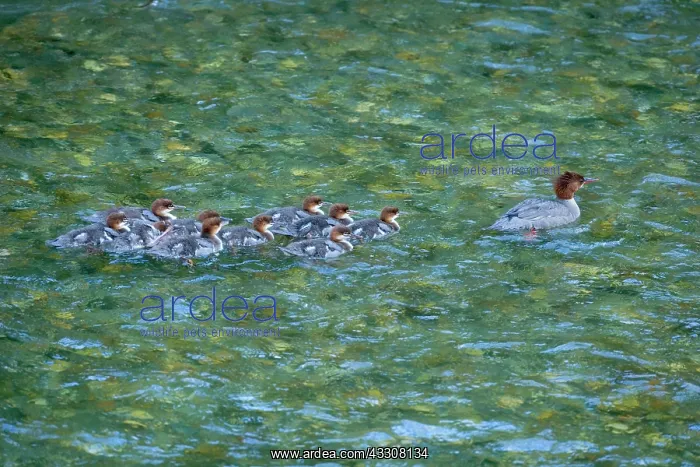 : 80187600 Goosander / Common Merganser / Buff-breasted : 80187600 Goosander / Common Merganser / Buff-breasted