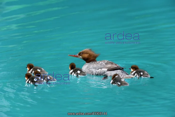 : 80187601 Goosander / Common Merganser / Buff-breasted : 80187601 Goosander / Common Merganser / Buff-breasted