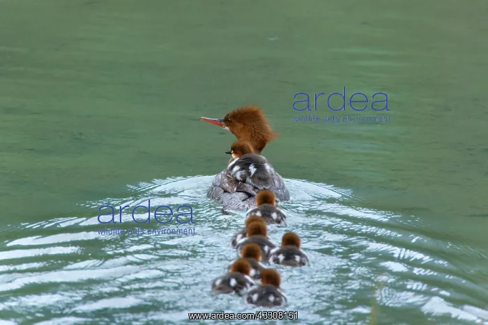: 80187602 Goosander / Common Merganser / Buff-breasted : 80187602 Goosander / Common Merganser / Buff-breasted