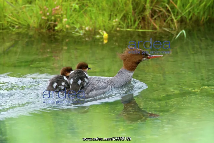 : 80187603 Goosander / Common Merganser / Buff-breasted : 80187603 Goosander / Common Merganser / Buff-breasted