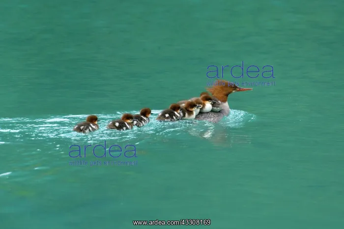 : 80187604 Goosander / Common Merganser / Buff-breasted : 80187604 Goosander / Common Merganser / Buff-breasted
