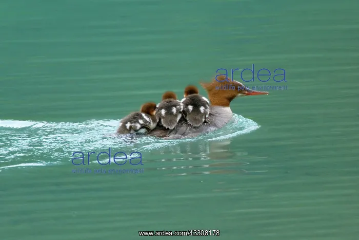 : 80187605 Goosander / Common Merganser / Buff-breasted : 80187605 Goosander / Common Merganser / Buff-breasted