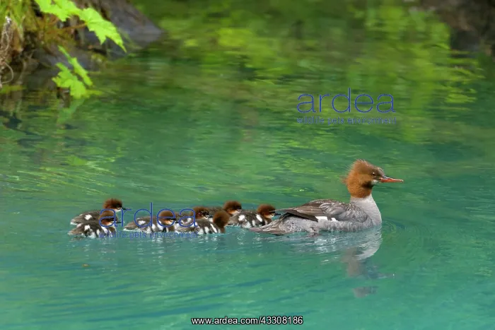 : 80187606 Goosander / Common Merganser / Buff-breasted : 80187606 Goosander / Common Merganser / Buff-breasted