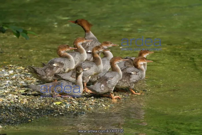 : 80187607 Goosander / Common Merganser / Buff-breasted : 80187607 Goosander / Common Merganser / Buff-breasted