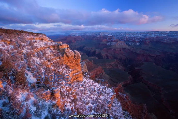 : 80187610 Grand Canyon - snow on Grand Canyon's South : 80187610 Grand Canyon - snow on Grand Canyon's South
