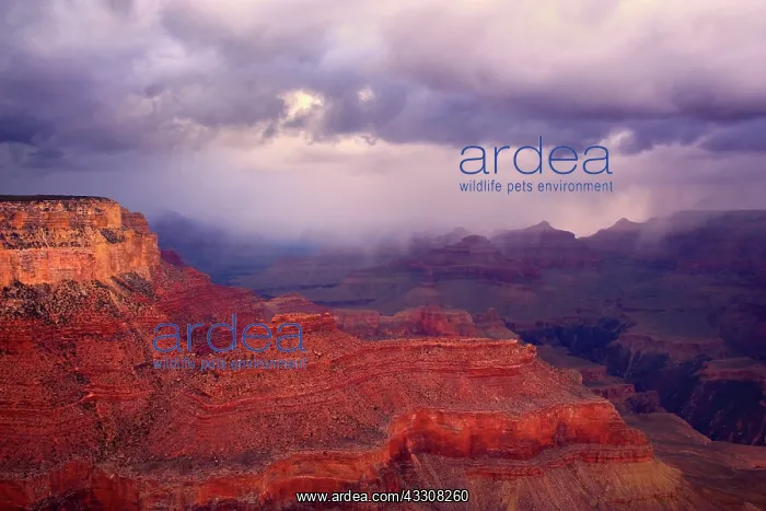 : 80187612 Grand Canyon Panorama - blizzard over Grand : 80187612 Grand Canyon Panorama - blizzard over Grand