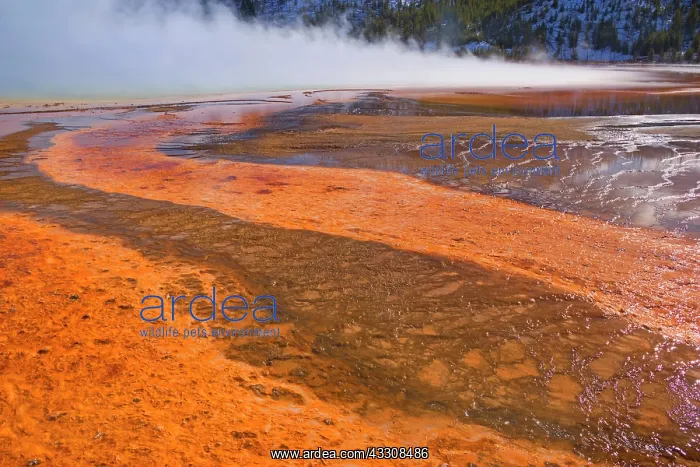  : 80187632 Grand Prismatic Spring - colourful bacteria