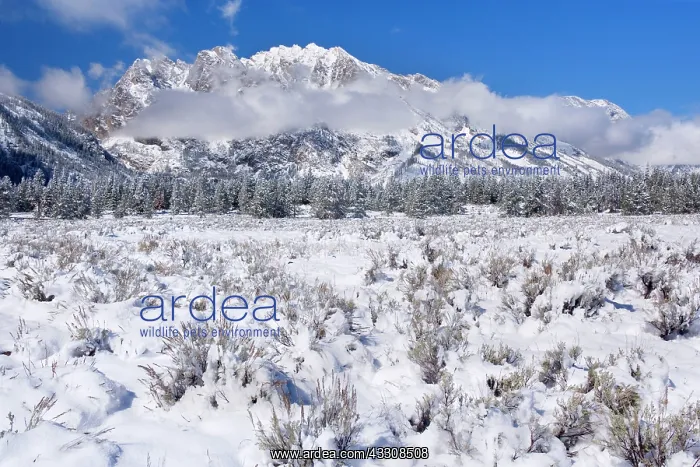  : 80187634 winter landscape - a thick blanket of early