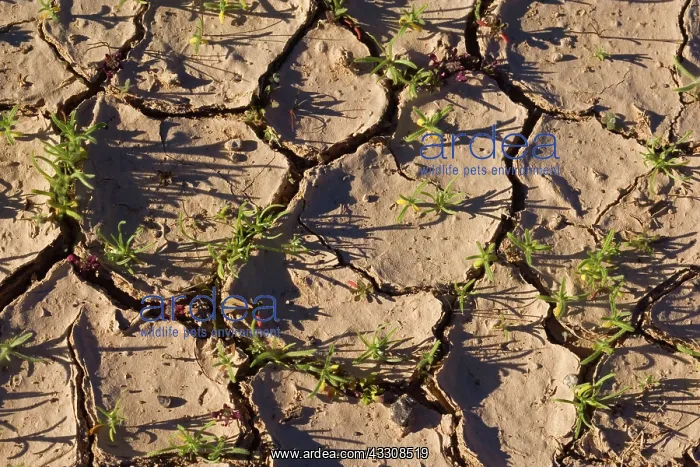 : 80187635 grass in desert - first freshly sprouting : 80187635 grass in desert - first freshly sprouting