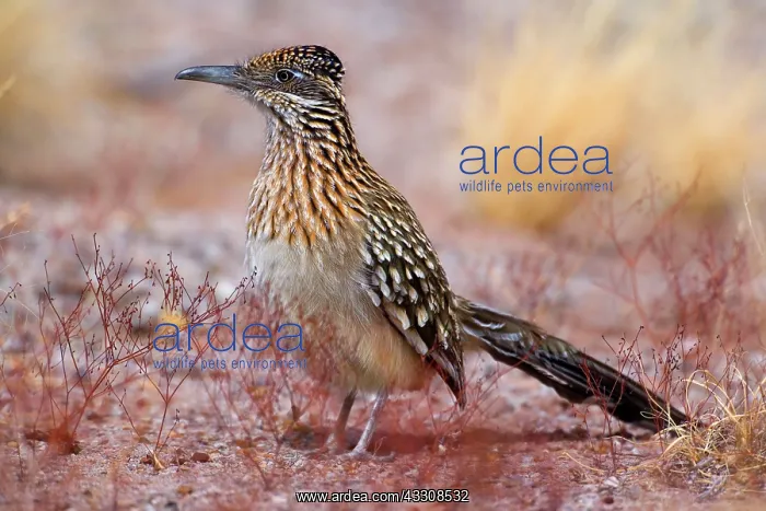 : 80187636 Californian Earth-cuckoo / Greater Roadrunner : 80187636 Californian Earth-cuckoo / Greater Roadrunner