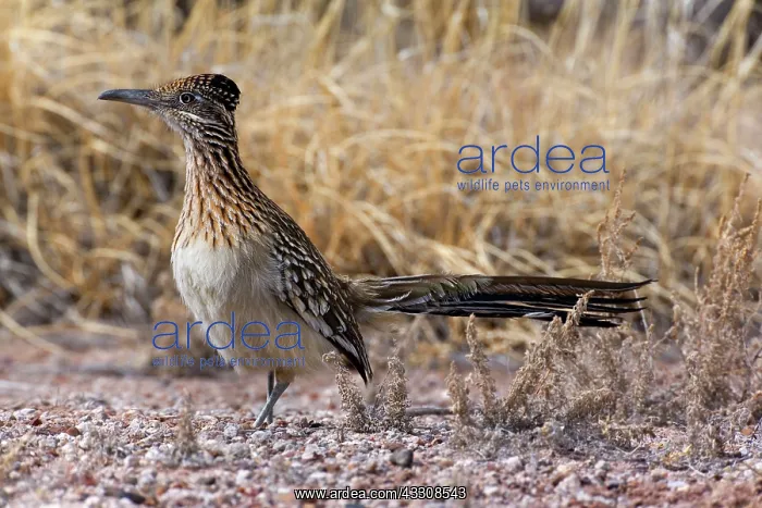 : 80187637 Californian Earth-cuckoo / Greater Roadrunner : 80187637 Californian Earth-cuckoo / Greater Roadrunner