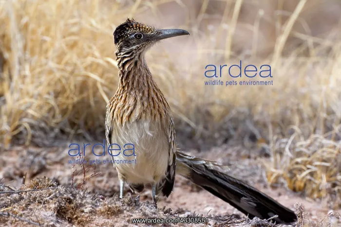 : 80187638 Californian Earth-cuckoo / Greater Roadrunner : 80187638 Californian Earth-cuckoo / Greater Roadrunner