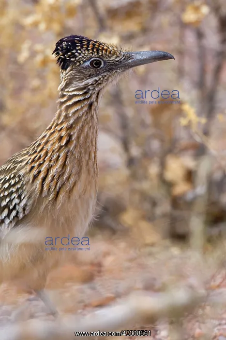 : 80187639 Californian Earth-cuckoo / Greater Roadrunner : 80187639 Californian Earth-cuckoo / Greater Roadrunner