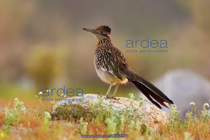 : 80187640 Californian Earth-cuckoo / Greater Roadrunner : 80187640 Californian Earth-cuckoo / Greater Roadrunner