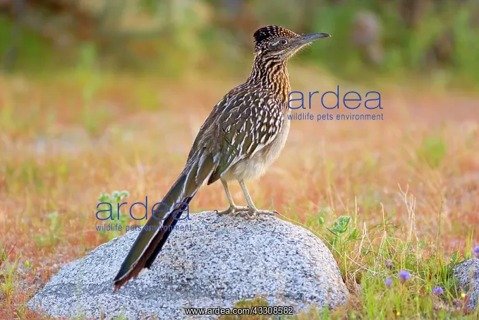 : 80187641 Californian Earth-cuckoo / Greater Roadrunner : 80187641 Californian Earth-cuckoo / Greater Roadrunner