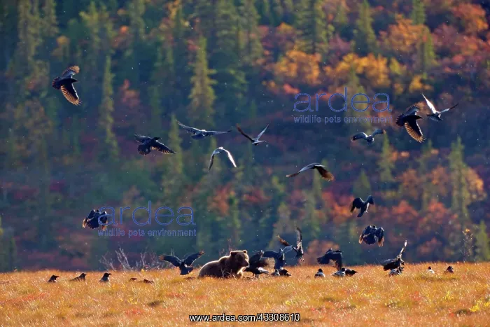 : 80187644 Grizzly bear - an adult grizzly protecting : 80187644 Grizzly bear - an adult grizzly protecting