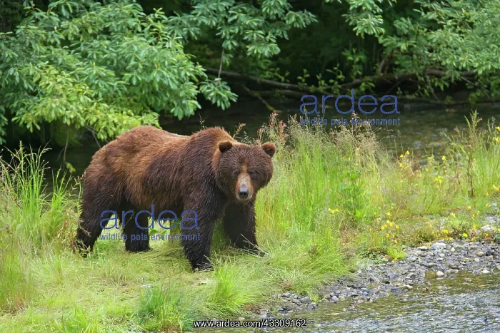 : 80187702 Grizzly bear - huge adult male bear standing : 80187702 Grizzly bear - huge adult male bear standing