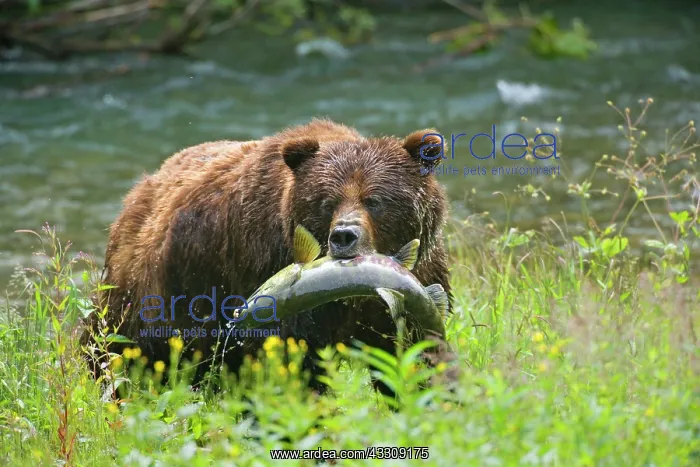 : 80187703 Grizzly bear - huge adult male bear standing : 80187703 Grizzly bear - huge adult male bear standing