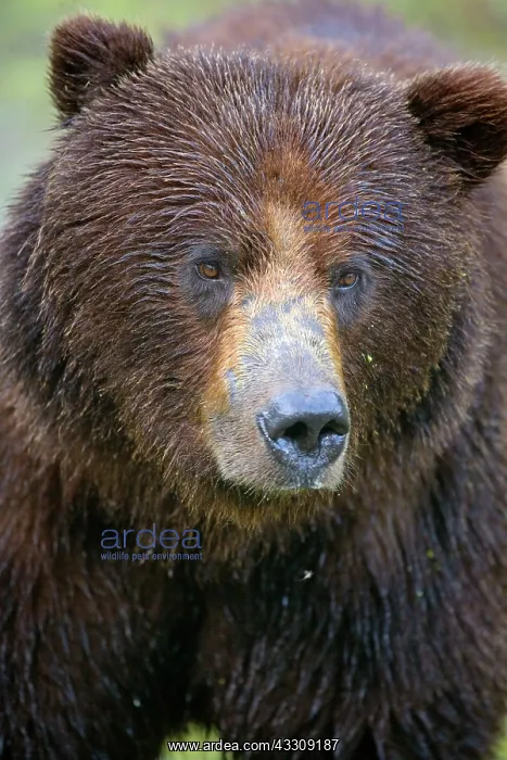 : 80187704 Grizzly bear - portrait of a huge adult : 80187704 Grizzly bear - portrait of a huge adult