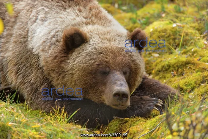 : 80187705 Grizzly bear - adult bear sleeping in willow : 80187705 Grizzly bear - adult bear sleeping in willow
