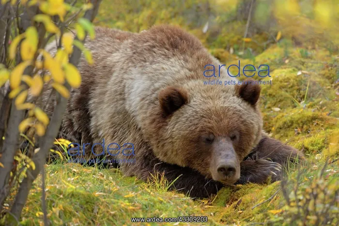 : 80187706 Grizzly bear - adult bear sleeping in willow : 80187706 Grizzly bear - adult bear sleeping in willow