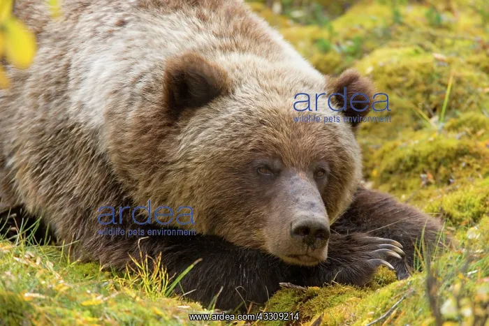: 80187707 Grizzly bear - adult bear resting in willow : 80187707 Grizzly bear - adult bear resting in willow