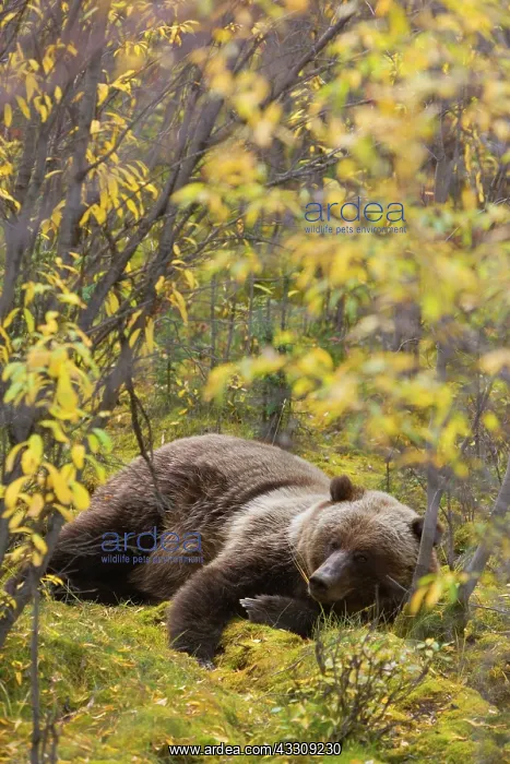 : 80187709 Grizzly bear - adult bear resting in willow : 80187709 Grizzly bear - adult bear resting in willow