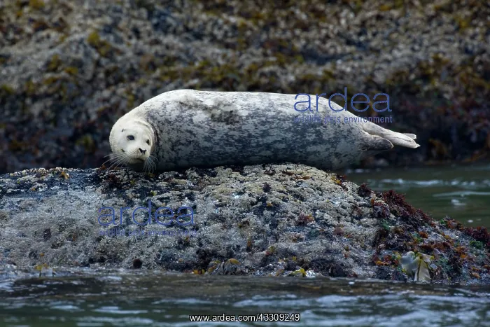: 80187711 Harbour Seal - adult seal hauled out on : 80187711 Harbour Seal - adult seal hauled out on