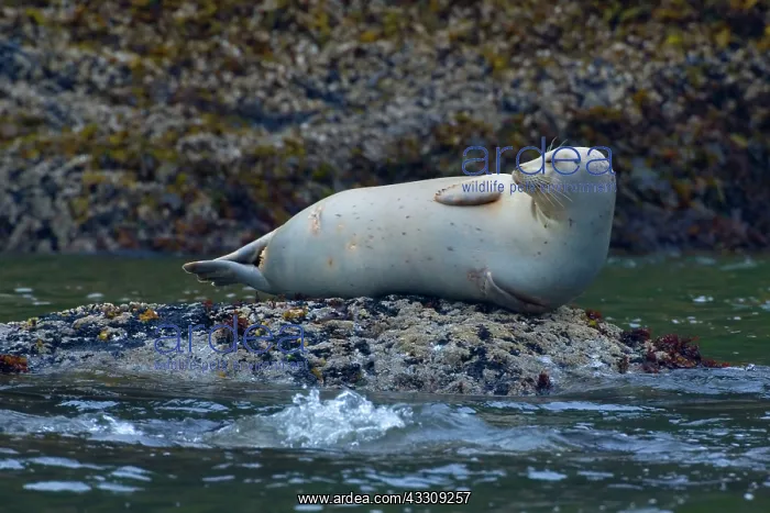 : 80187712 Harbour Seal - adult seal hauled out on : 80187712 Harbour Seal - adult seal hauled out on