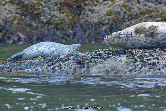  : 80187713 Harbour Seal - adult seal and crying pub
