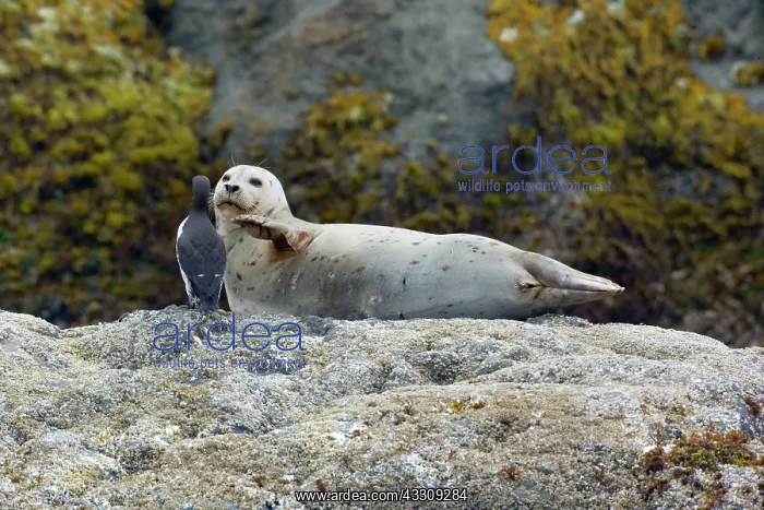 : 80187716 Harbour Seal - adult seal and Common Murre : 80187716 Harbour Seal - adult seal and Common Murre