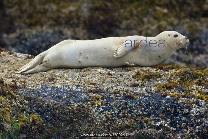 : 80187717 Harbour Seal - female adult seal hauled : 80187717 Harbour Seal - female adult seal hauled