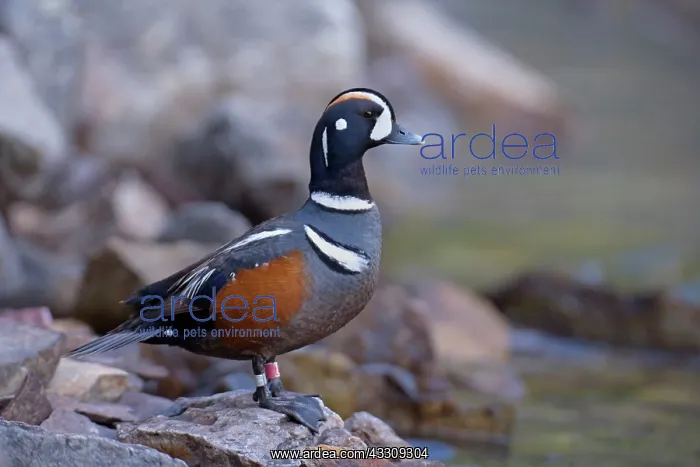 : 80187719 Harlequin Duck - male duck standing on : 80187719 Harlequin Duck - male duck standing on