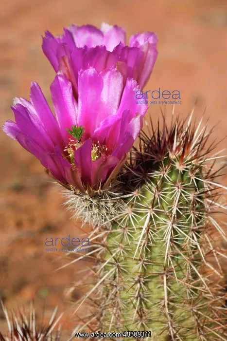 : 80187720 Engelmann Hedgehog Cactus - a brightly : 80187720 Engelmann Hedgehog Cactus - a brightly