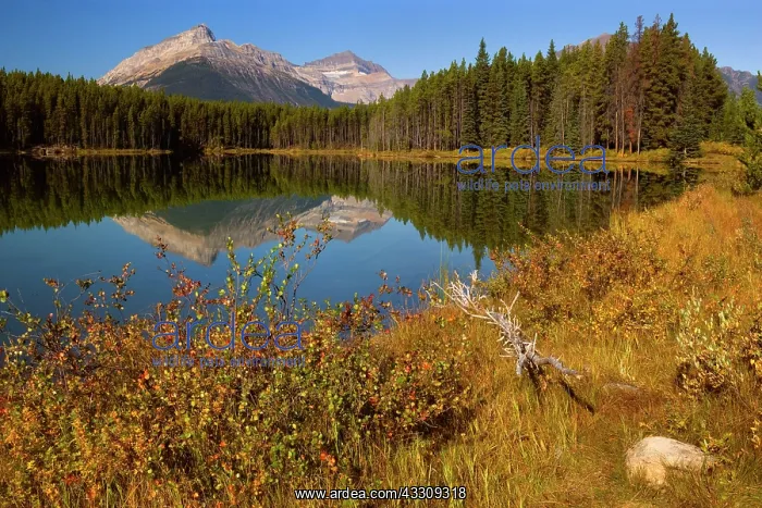 : 80187721 Herbert Lake - Bow Range reflected in calm : 80187721 Herbert Lake - Bow Range reflected in calm