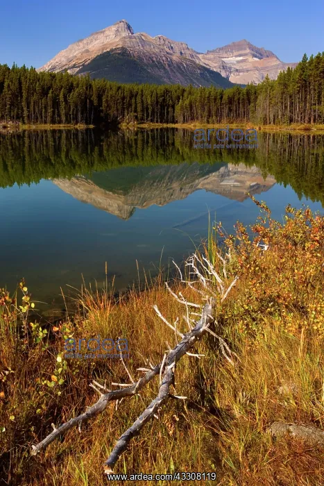 : 80187722 Herbert Lake - Bow Range reflected in calm : 80187722 Herbert Lake - Bow Range reflected in calm