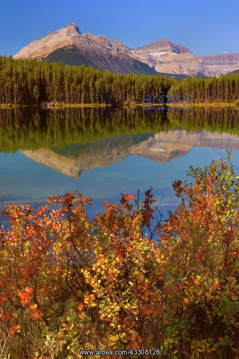 : 80187723 Herbert Lake - Bow Range reflected in calm : 80187723 Herbert Lake - Bow Range reflected in calm