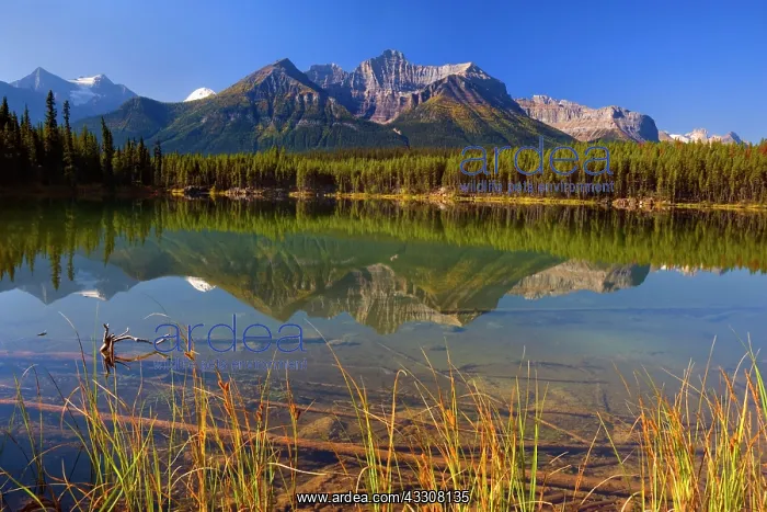 : 80187724 Herbert Lake - Bow Range reflected in calm : 80187724 Herbert Lake - Bow Range reflected in calm