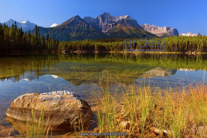 : 80187725 Herbert Lake - Bow Range reflected in calm : 80187725 Herbert Lake - Bow Range reflected in calm